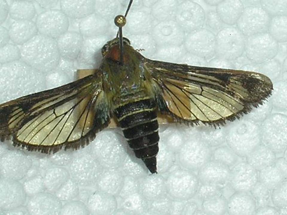 FIGURE 1 FIGURE 1